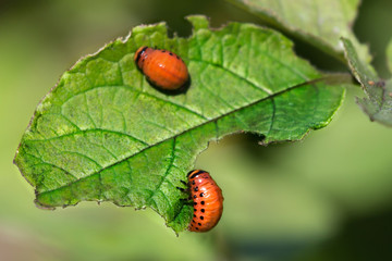Red larva of the Colorado potato beetle eats potato leaves.