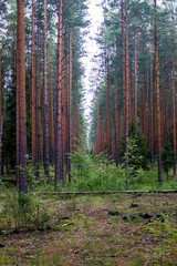 Fototapeta premium forest in autumn