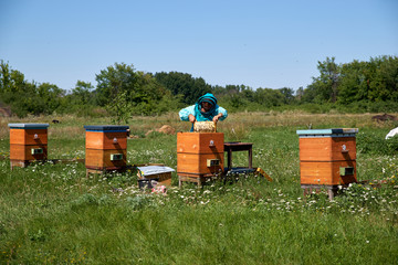 elderly man beekeeper collects honey in honeycombs