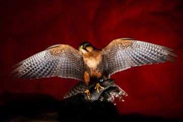 Birds of Prey - Rico Harris Hawk