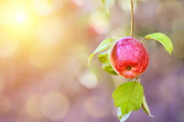 red apple on a tree
