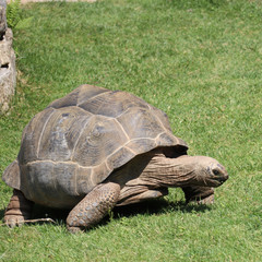 Fototapeta premium turtle on the grass
