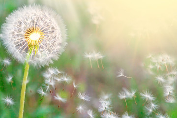 Fluffy dandelions glow in the rays of sunlight at sunset in nature on a meadow. Beautiful dandelion...