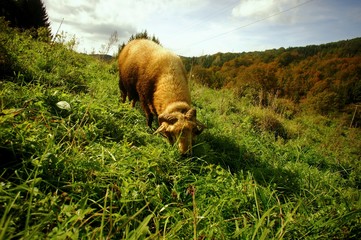 ram on grazing in the hilly meadow