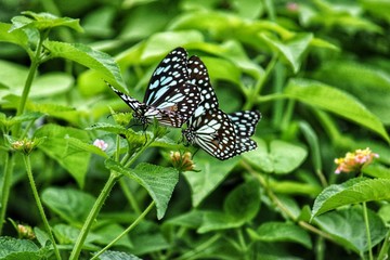 butterfly on leaf