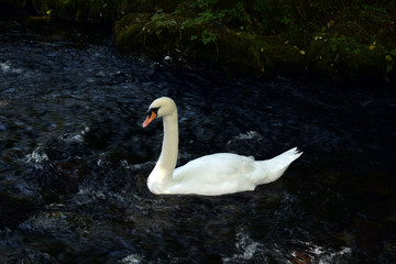 swan on lake