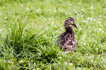 wild ducks in search of food on the grass by the lake