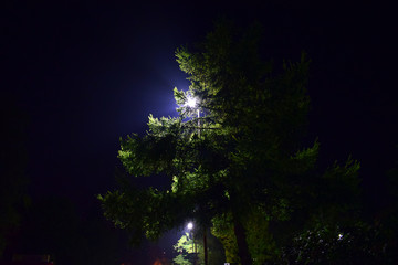 trees in the night