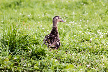 wild ducks in search of food on the grass by the lake