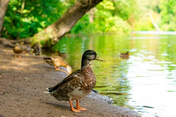 Wild duck at the lake.