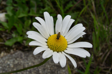 Obraz premium bee on flower