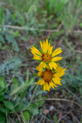 yellow wild flower