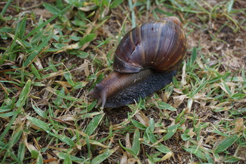 Giant African Snail in Hawaii