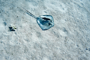 A scavenging Black Jack, aka Trevally, hovers over a feeding Southern Stingray as it stirs up a meal. A nearby conch leaves a trail of tracks as it also searches for algae and marine plants to eat. 