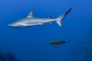 A Caribbean Reef Shark is on the prowl for a meal with a Blue Runner closely following in the clear waters of the Turks and Caicos islands.