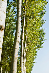Fototapeta premium Cultivation of aspen trees