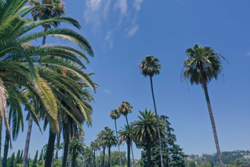 Fototapeta na wymiar Palm trees in Beverly Hills California