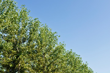 Poplar tree foliage