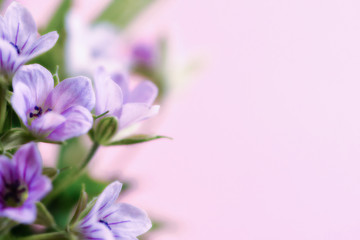 Composition with delicate light purple flowers with copy space on a pink background. Closeup of purple flowers. 
