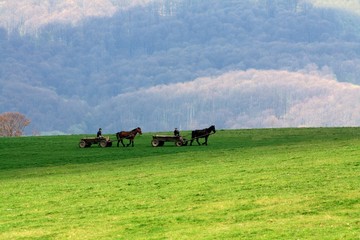 Fototapeta premium two horse-drawn carriages on field