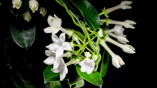 Stephanotis White Flowers Opening Blossoms in Time Lapse on a Black Backgroung. Madagascar Jasmine Plant
