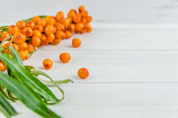 background with a branch and berries of orange buckthorn