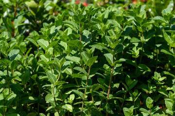 Close up of fresh green mint leaves in direct sunlight, in a summer garden, soft focus