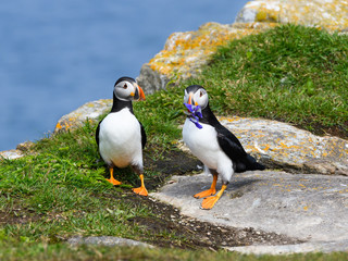 Two Atlantic Puffin Standing on Grass and Holding Wild Iris in its Beak