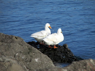 Fototapeta premium rocky and ducks