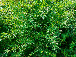 The wall of growing bamboo Fargesia Nitida 'Great Wall' Great Wall 'is unpretentious, fast-growing with decorative long narrow dense dark green leaves on a summer sunny day.