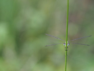 Weidenjungfer am Grashalm klammernd