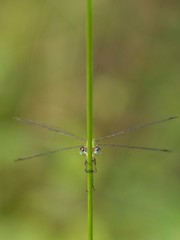 Weidenjungfer am Grashalm klammernd