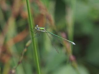 Weidenjungfer am Grashalm klammernd