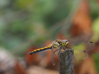 Heidelibelle im Herbst