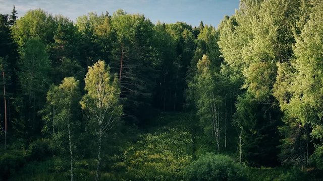 Hyperlapse view of trees in the forest blowing in the wind from a drone flying toward a shadowy narrow opening in the woods.