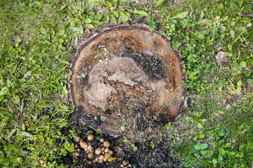 Texture of stump and mushrooms in the forest