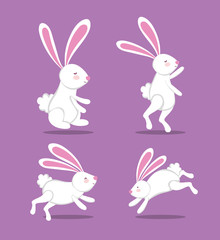 white rabbits cute animal image