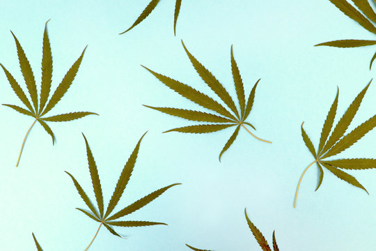 Wild marijuana isolated on a light background. Cannabis ruderalis or ruderalis. Plant ornaments on a blue, green and white background. Texture, pattern, place for signature
