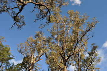 Tuart trees, Eucalyptus gomphocephala, Tuart Forest National Park,  the largest remaining forest of pure Tuart in the world, near Busselton, Western Australia, Australia