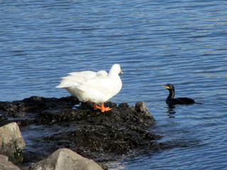ducks and cormorants in the sea