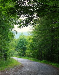 road in the green woods