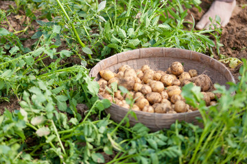Roots full potatoes are showing a worker at Thakurgong, Bangladesh.