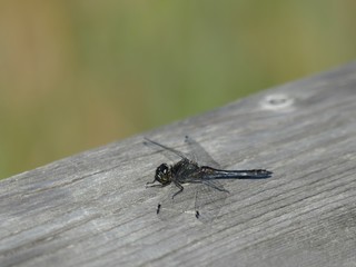 Schwarze Heidelibelle im Spätsommer