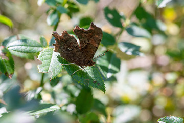 butterfly on tree take rest in sun
