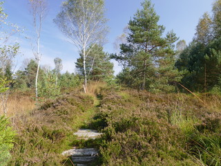 Heidelandschaft mit blühendem Erika oder Heidekraut
