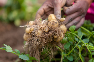 Roots full potatoes are showing a worker at Thakurgong, Bangladesh.