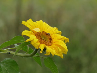 sunflower in garden