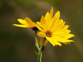 gelbe Herbstblumen
