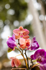 Orange and purple orchids 2