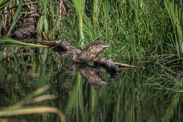 reflection of the duck in the water